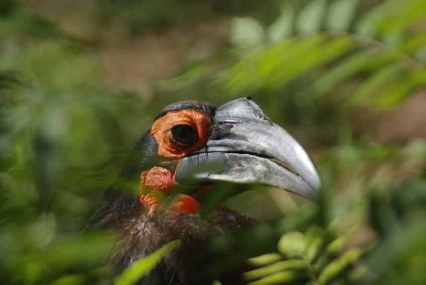 40 aves de bicos estranhos 692884Ugly Bird3 | Animais | animais, aves, bichos, bizarro, curioso, estranho